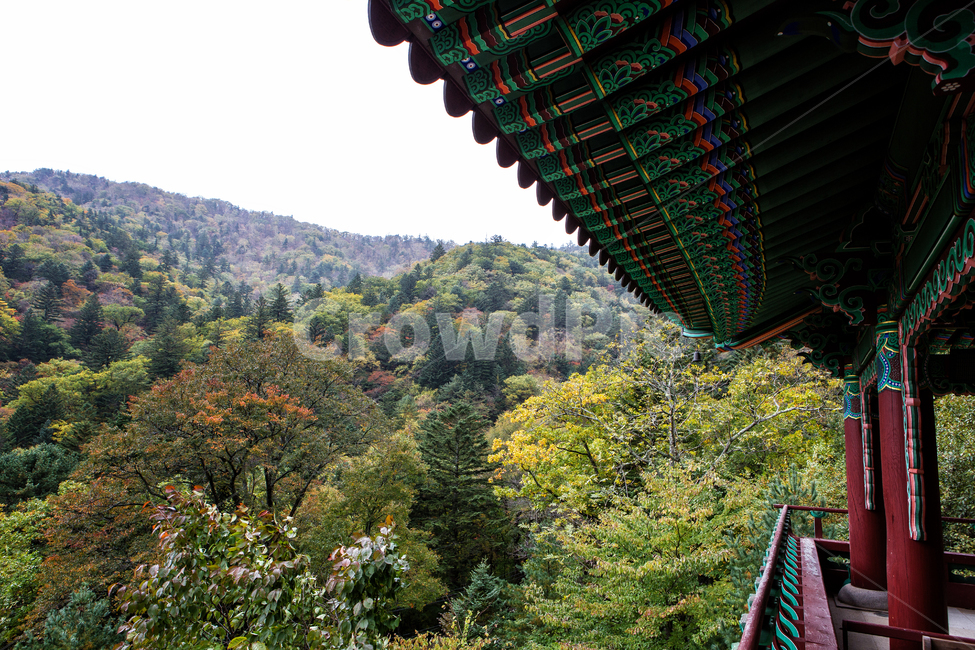 강원도,상원사,절,사찰,오대산,울긋불긋,평창군,한국,나무,식물,실외,풍경,가을,단풍,기와,배경,가을,계절,fall,autumn,season,한국전통,한국문화,korean traditional,korean culture,outdoors,옥외