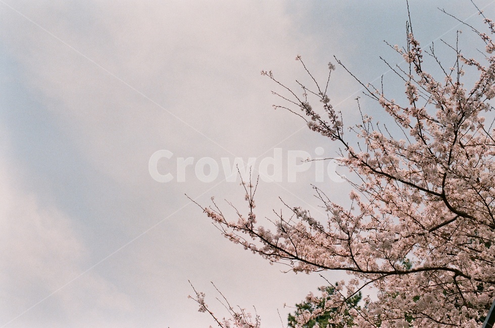 나무,벚꽃,봄꽃,꽃,풍경,식물,봄,계절,spring,season