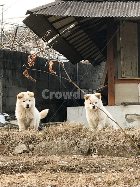 강아지,시골강아지,시골,개,진돗개,dog,촌,반려견,전통,진도견,견,애완동물,애완강아지,시골,마을,풍경,landscape,country,rural,town,동물,animal,포유류,mammal,개,강아지,dog,doggy