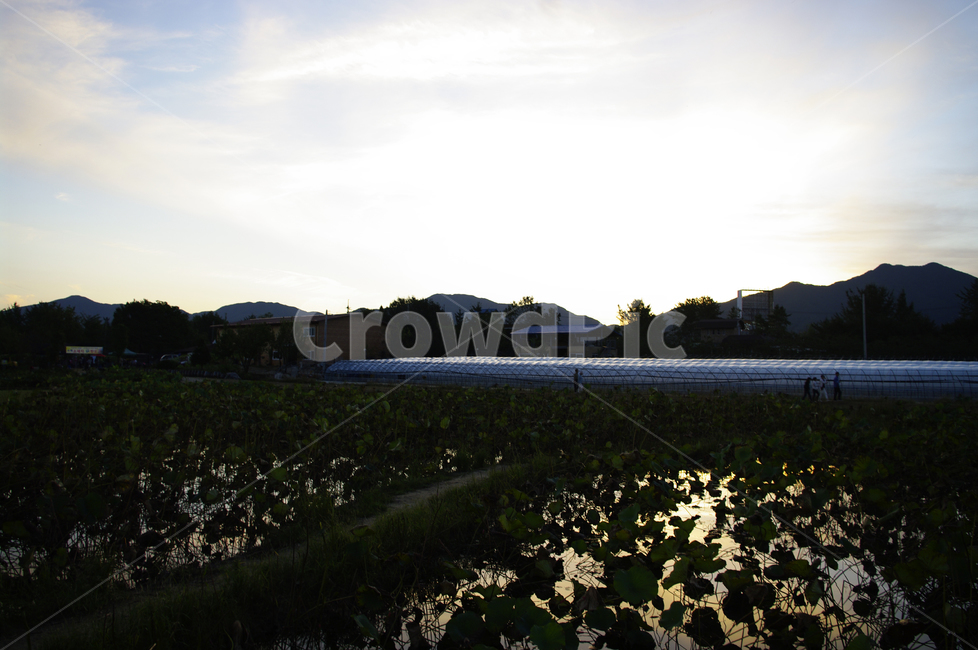 하늘,구름,풍경,연밭,노을,일몰,sunset,자연,풍경,nature,landscape,시골,마을,country,rural,town