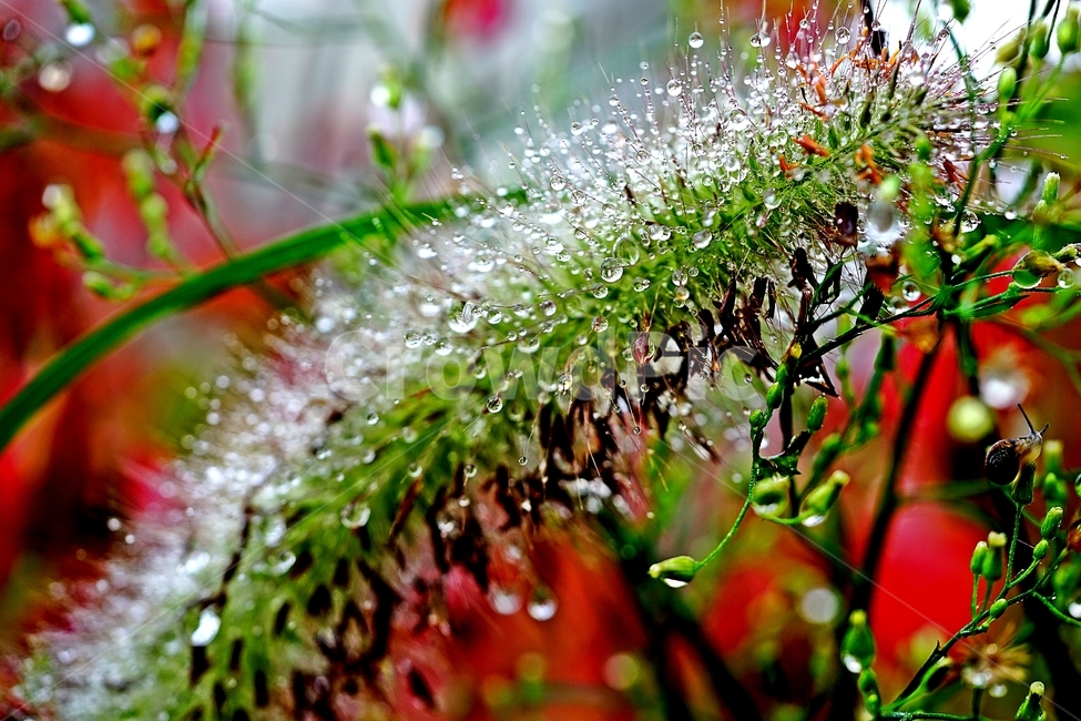 강아지풀,빗방울,물방울,야생초,식물,식물,자연,plants,nature