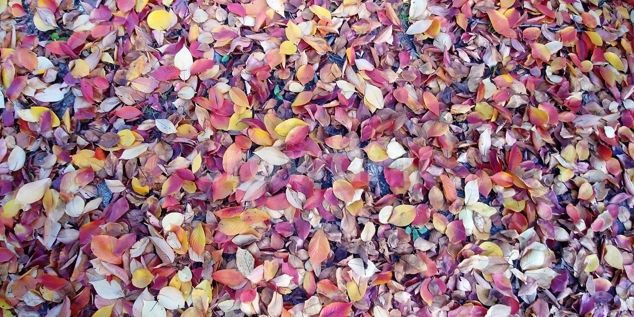 낙엽,가을,가을낙엽,나뭇잎,단풍,자연,fall,autumn,가을,계절,fall,autumn,season,paper,종이,confetti,색종이 조각