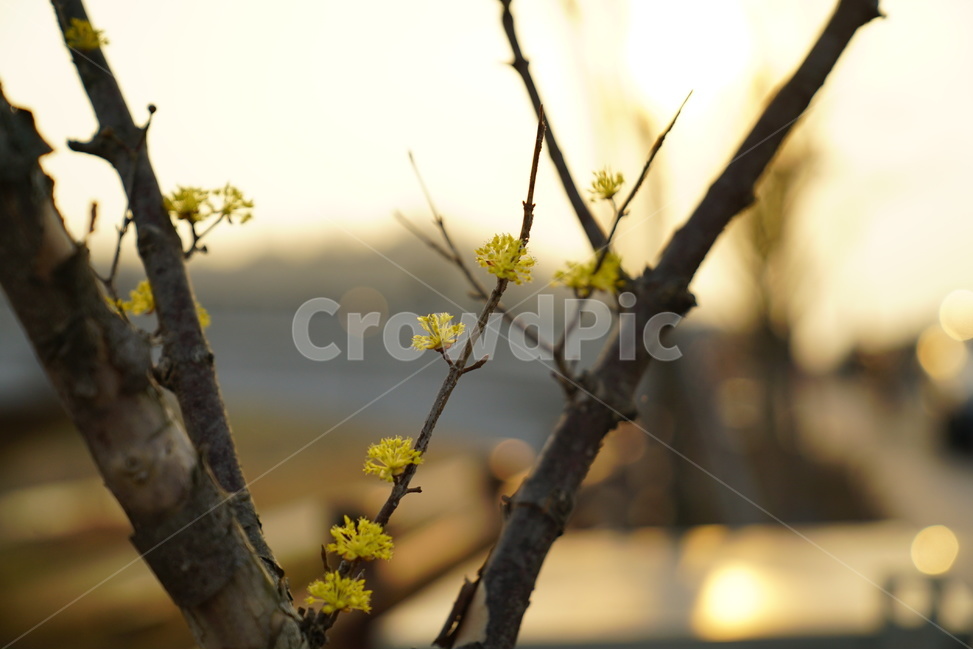 꽃,봄,개나리,클로즈업,꽃사진,봄,계절,spring,season,식물,자연,plants,nature,꽃,flower,plant