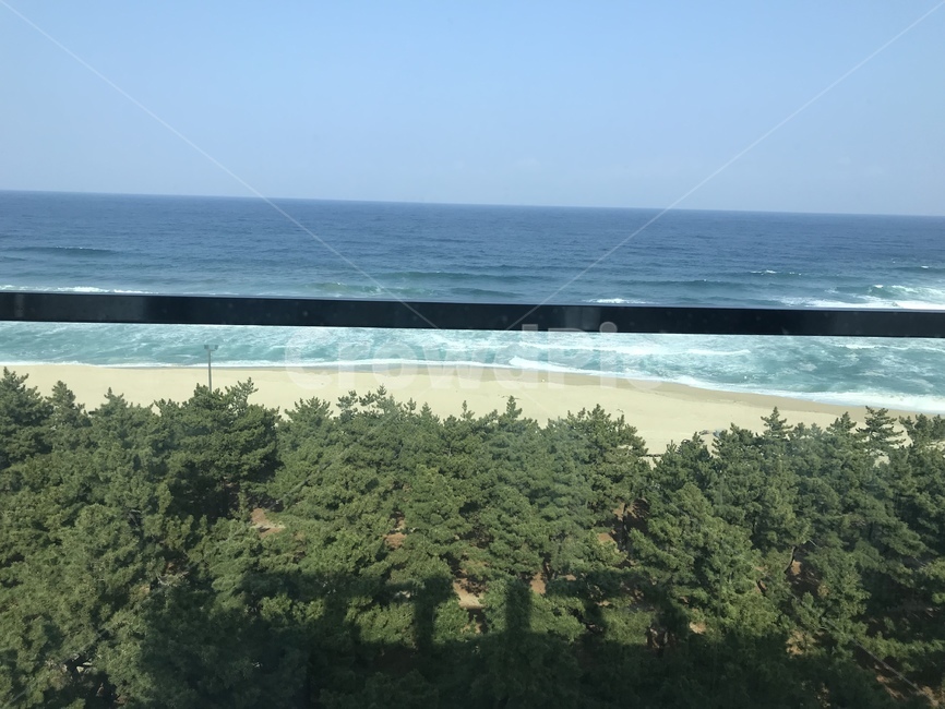 오션뷰,소나무뷰,소나무,바다,파도,모래,강릉,자연,풍경,nature,landscape,land,땅,outdoors,옥외,water,물,sea,ocean,대양,shoreline,해안선,coast,연안