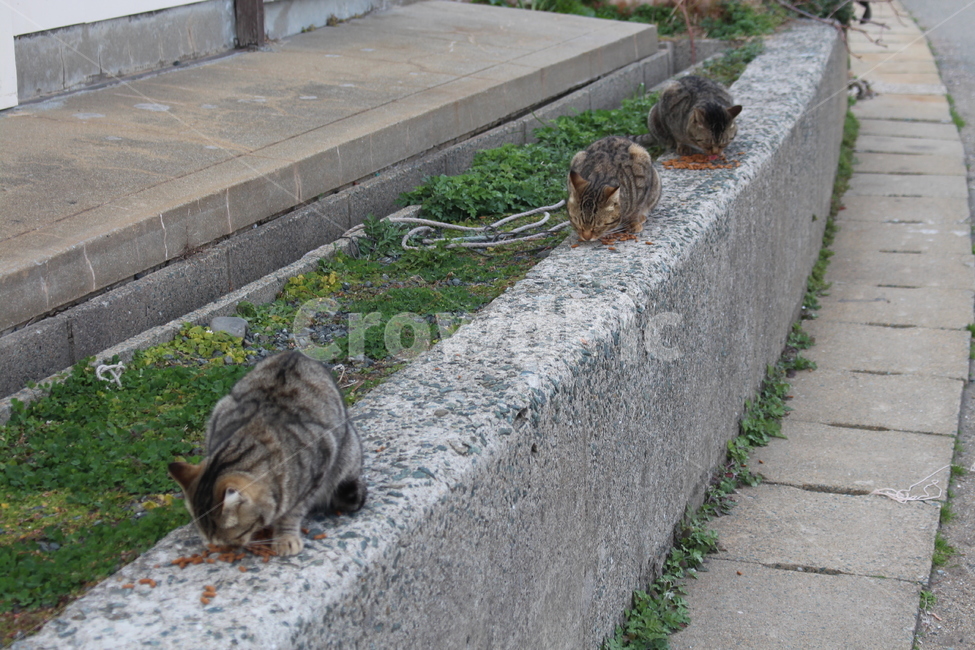 고양이섬,아이노시마,고양이,길냥이,cat,straycat,동물,동물,animal,포유류,mammal,고양이,cat,kitten,kitty
