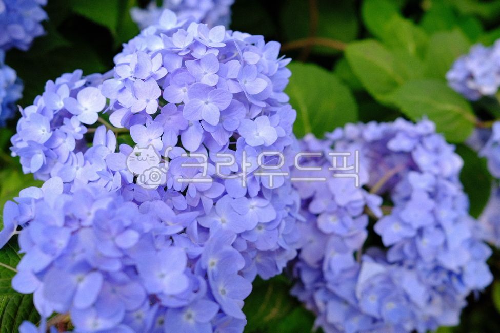 수국,파란수국,보라색수국,파랑,보라,여름,꽃,축제,꽃밭,만개,텔러블루,청수국,엔들레스섬머,엔들리스썸머,엔들레스썸머,나무,여름꽃,유럽,원예수국,엔들리스써머,flower,tree,summer,blue,bigleaf,purple,bloom,festival,garden,정원,hydrangea