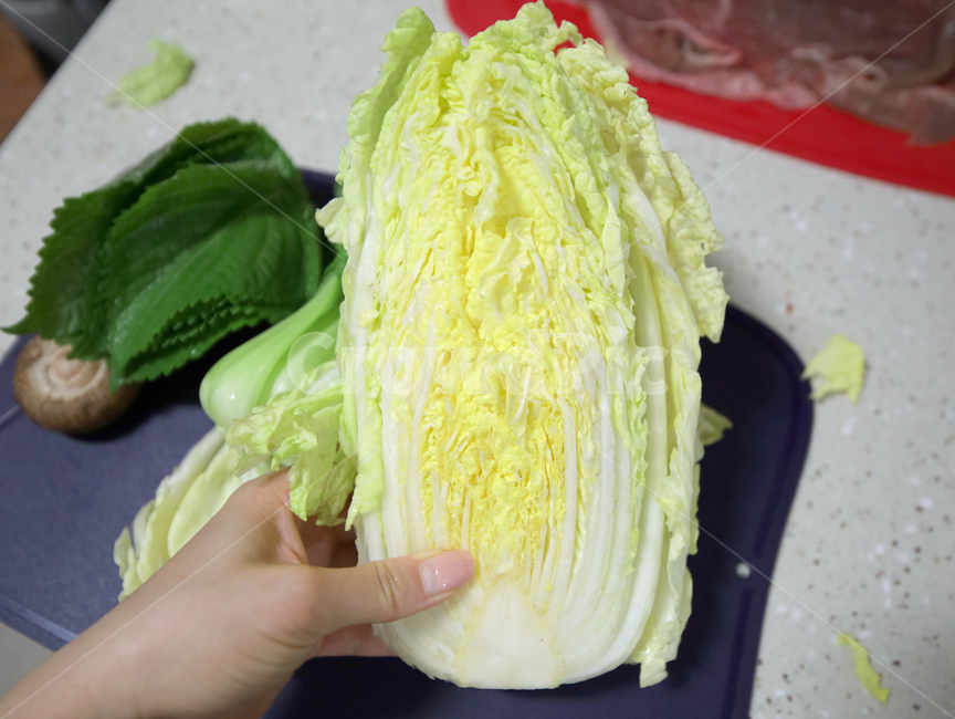 배추,야채,plant,식물,채소,재료,요리재료,싱싱한