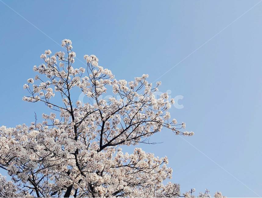 봄,벚꽃,봄풍경,자연,4월,봄,계절,spring,season,식물,자연,plants,nature,꽃,flower,나무,trees,wood,plant,blossom