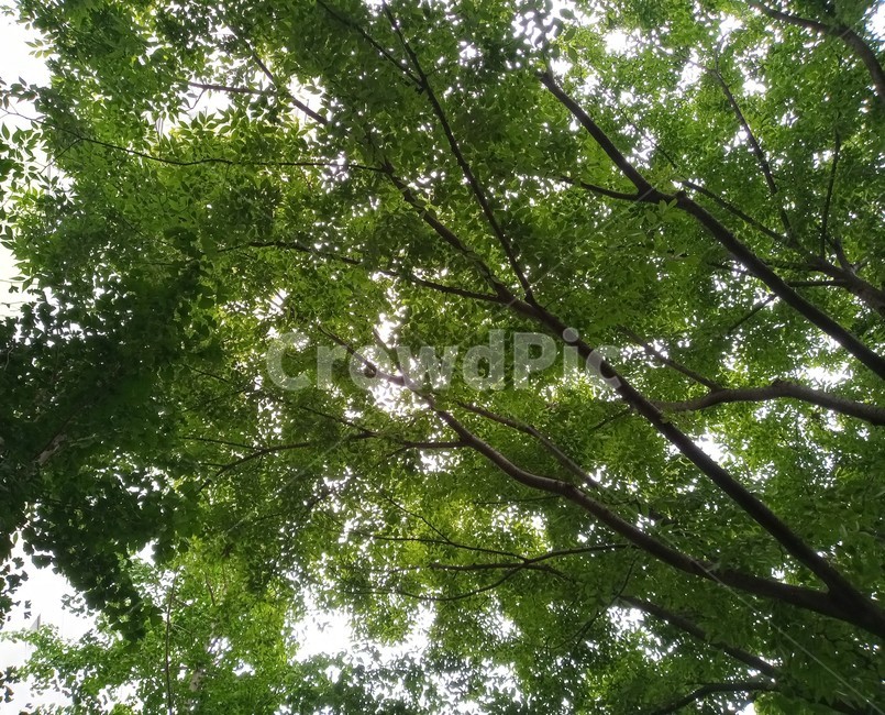 plant,식물,tree,나무,vegetation,초목,treetrunk,나무줄기,자연,초록색,나뭇잎,나무,trees,wood