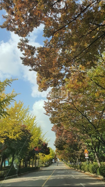도로,나무,단풍,가을,산림,숲속,가을하늘,tree,plant,식물,tree trunk,나무 줄기,가을,계절,fall,autumn,season,자연,풍경,nature,landscape