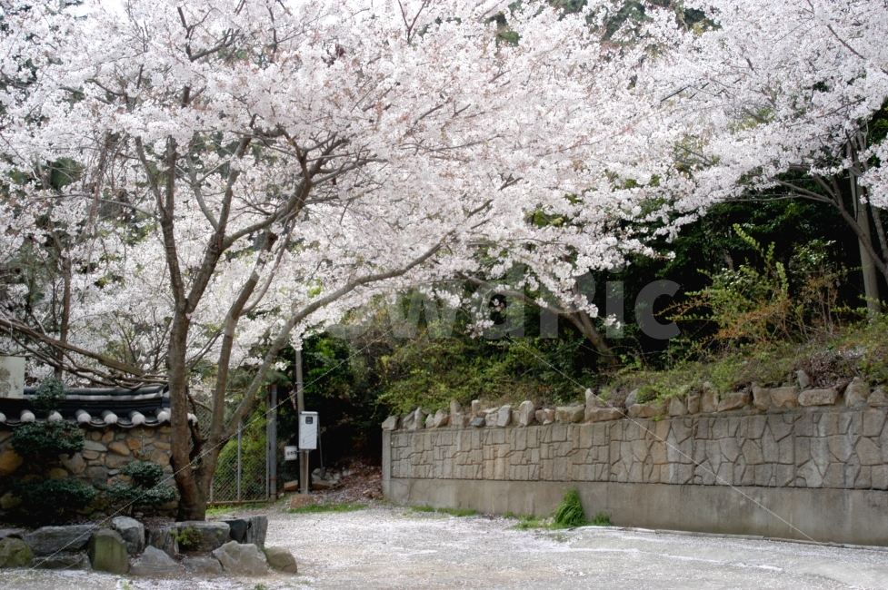 spring,sky,yard,Cherry Blossom,flower bud,tree,tile,flower tree,stonewall,picnic,flower
