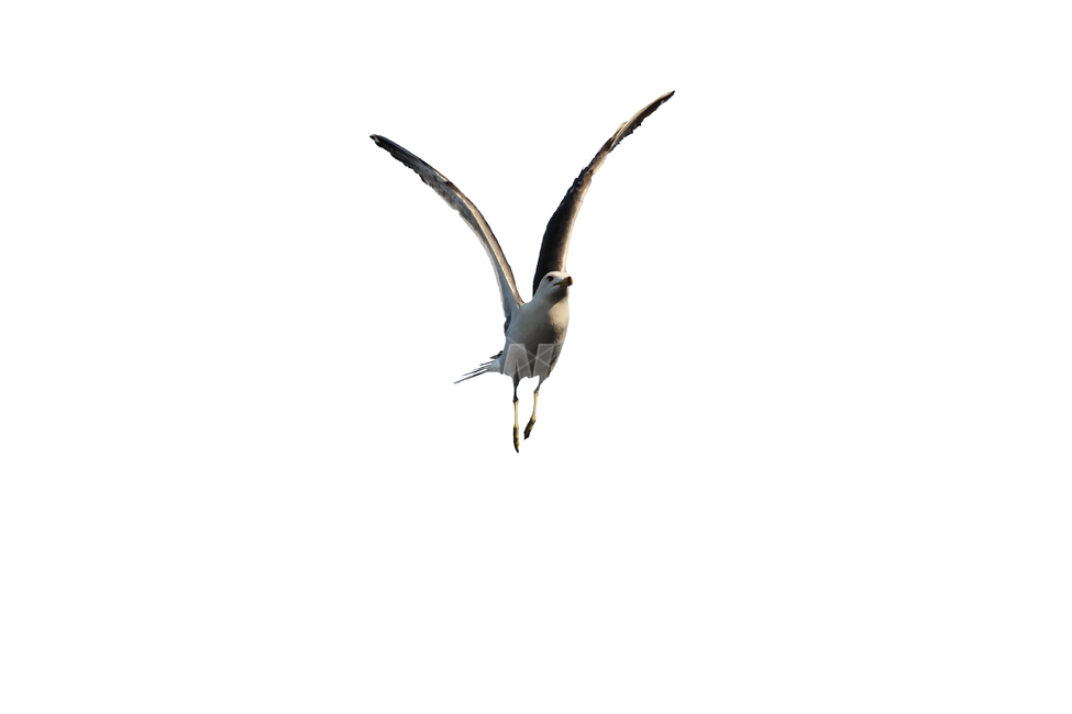 갈매기,새,조류,날개,바다,누끼,바닷가,자연,하늘,부리,동물,animal,조류,새,birds,누끼,remove background