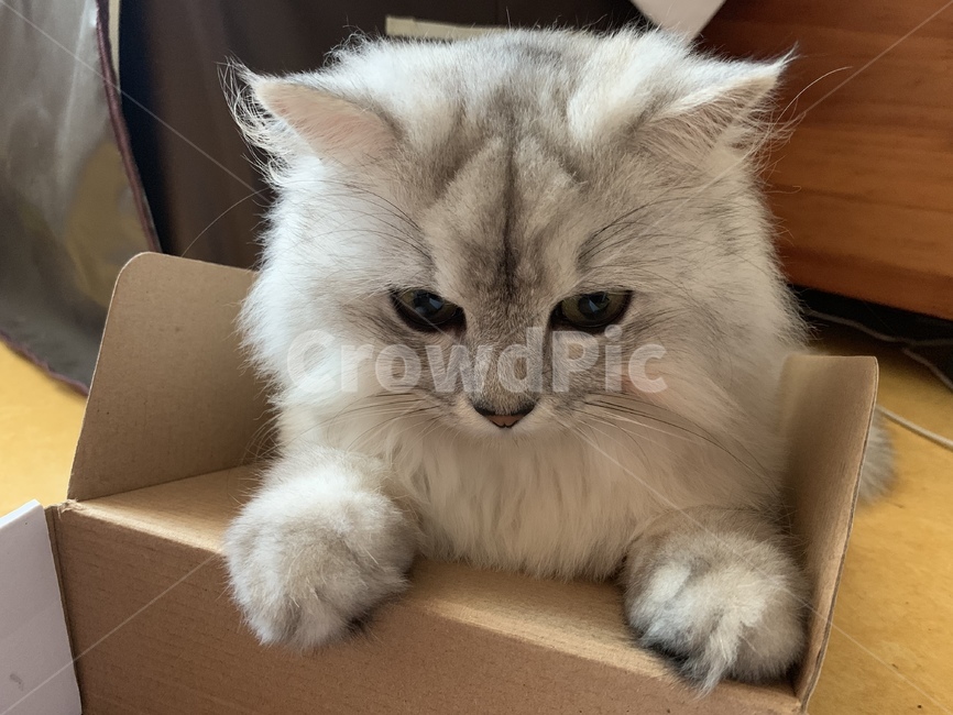 고양이,동물,포유류,집고양이,회색고양이,animal,cat,pet,반려동물,반려묘