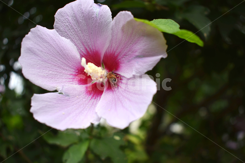 flower,식물,꽃,blossom,무궁화,벌,화수분,꽃가루,식물,자연,plants,nature,꽃,flower