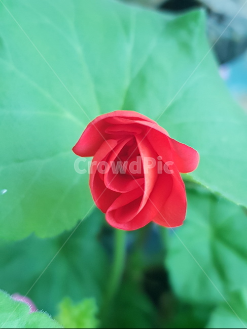 꽃,자연,아름다움,식물,개화,활짝,flower,플라워