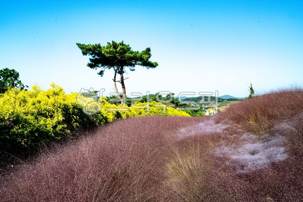 핑크뮬이,핑크물리,소나무,꽃,풍경,자연,nature