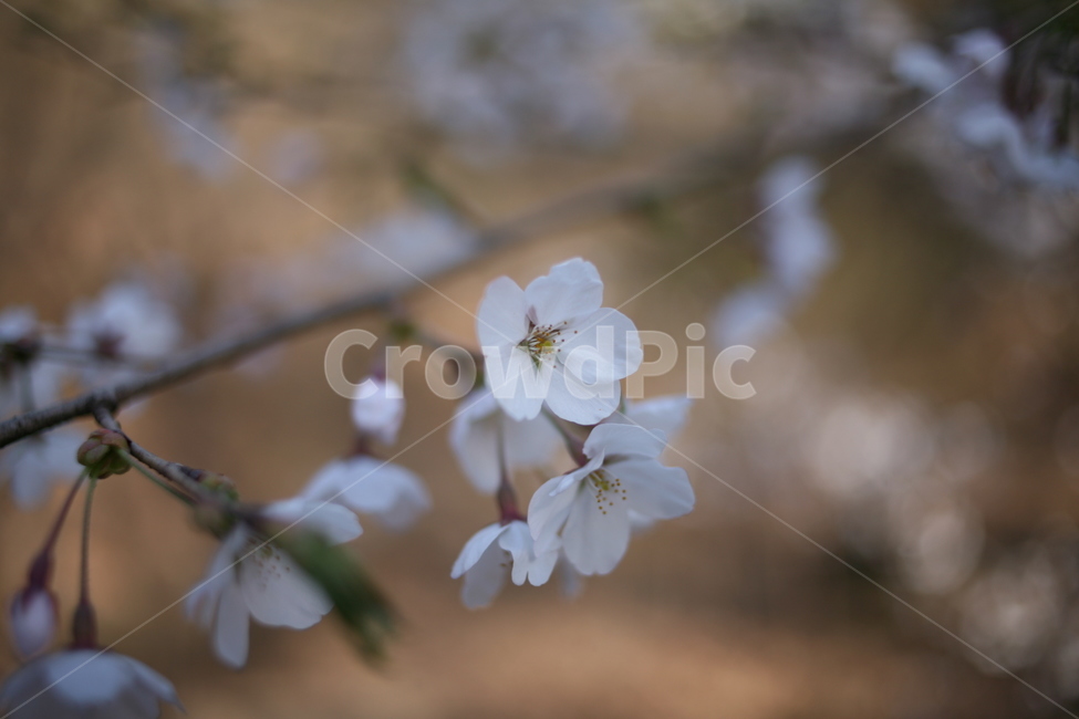꽃,벚꽃,flower,cherryblossom,blossom