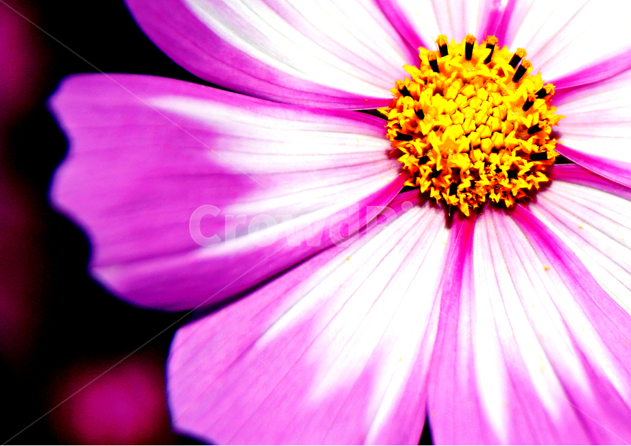 자연,가을,식물,꽃잎,코스모스,가을꽃,가을,계절,fall,autumn,season,식물,자연,plants,nature,꽃,flower,plant