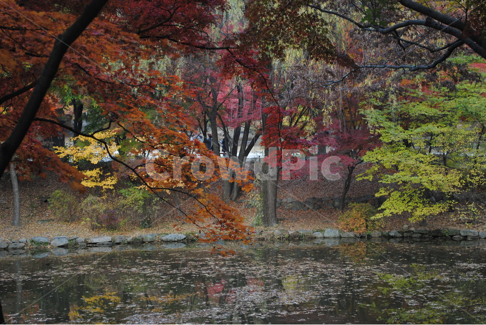 tree,나무,plant,식물,maple,단풍,호수,가을,계절,fall,autumn,season,식물,자연,plants,nature,나무,trees,wood