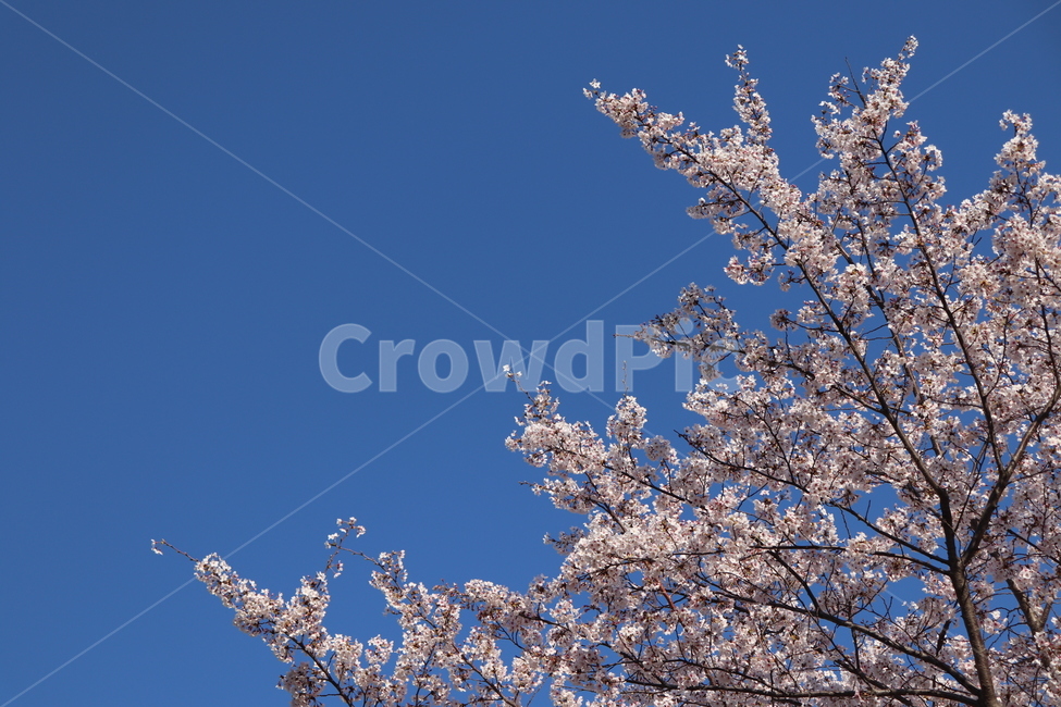 plant,식물,blossom,꽃,flower,체리블라썸,꽃놀이,풍경,자연,봄,계절,spring,season,식물,자연,plants,nature,꽃,flower
