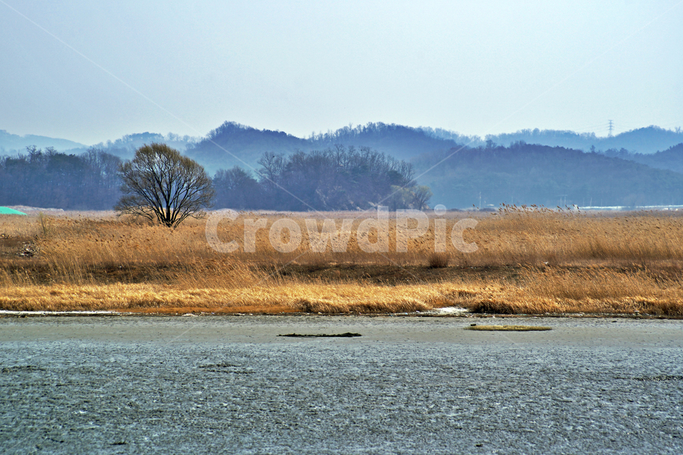 우음도,갈대,초원,시화호,시화방조제,화성시,간척지,바다,자연,풍경,nature,landscape