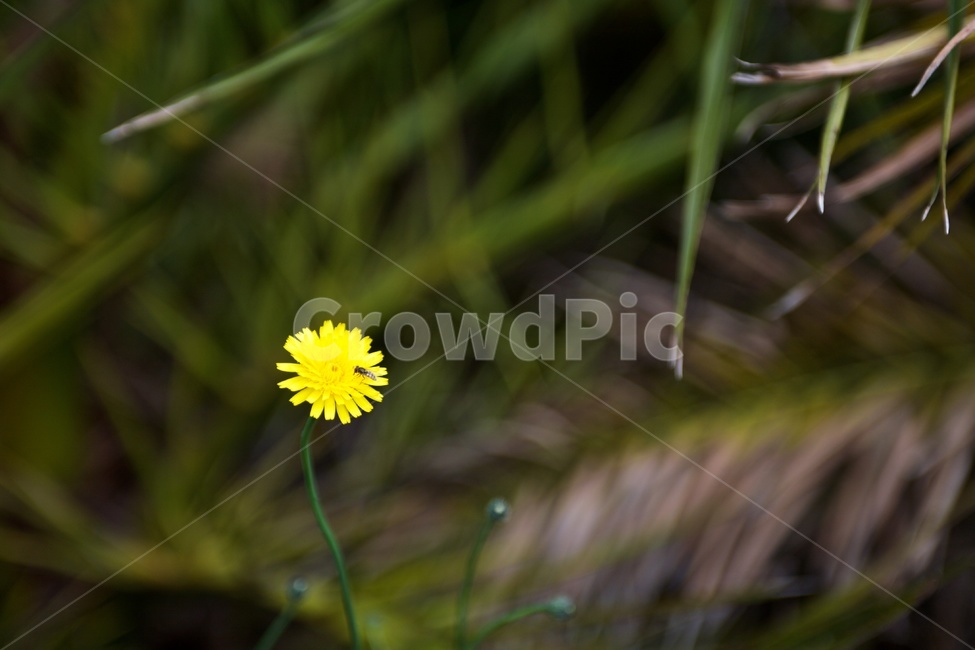 들꽃,wildflower,노랑,yellow,숲,포커스아웃,식물,자연,plants,nature,꽃,flower