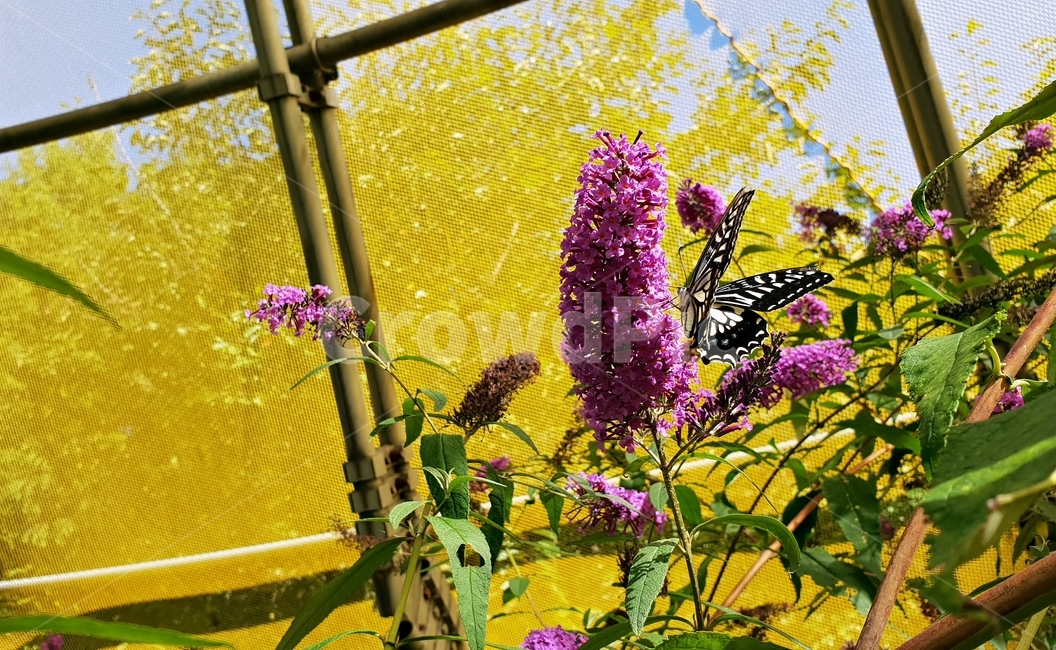 나비,꽃,자연,곤충,식물,꿀따기,동물,날개,butterfly,flower,nature,감성,형형색색,나비공원,식물,자연,plants,nature,꽃,flower,동물,animal,곤충,벌레,insect,bug