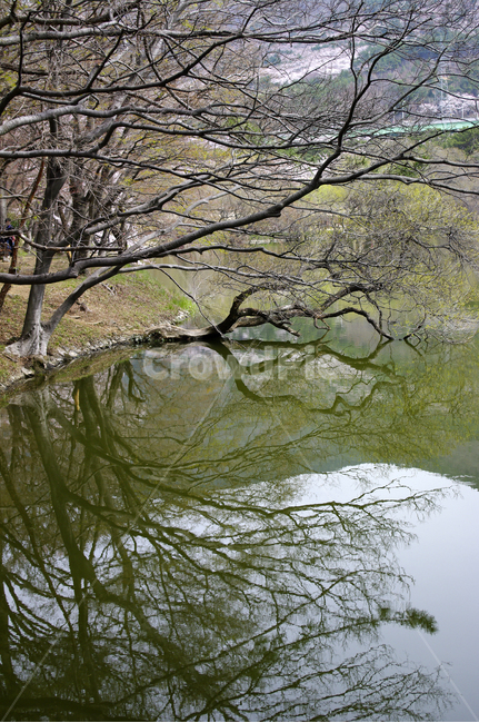 나무,호수,반영,식물,plant,식물,자연,plants,nature,나무,trees,wood