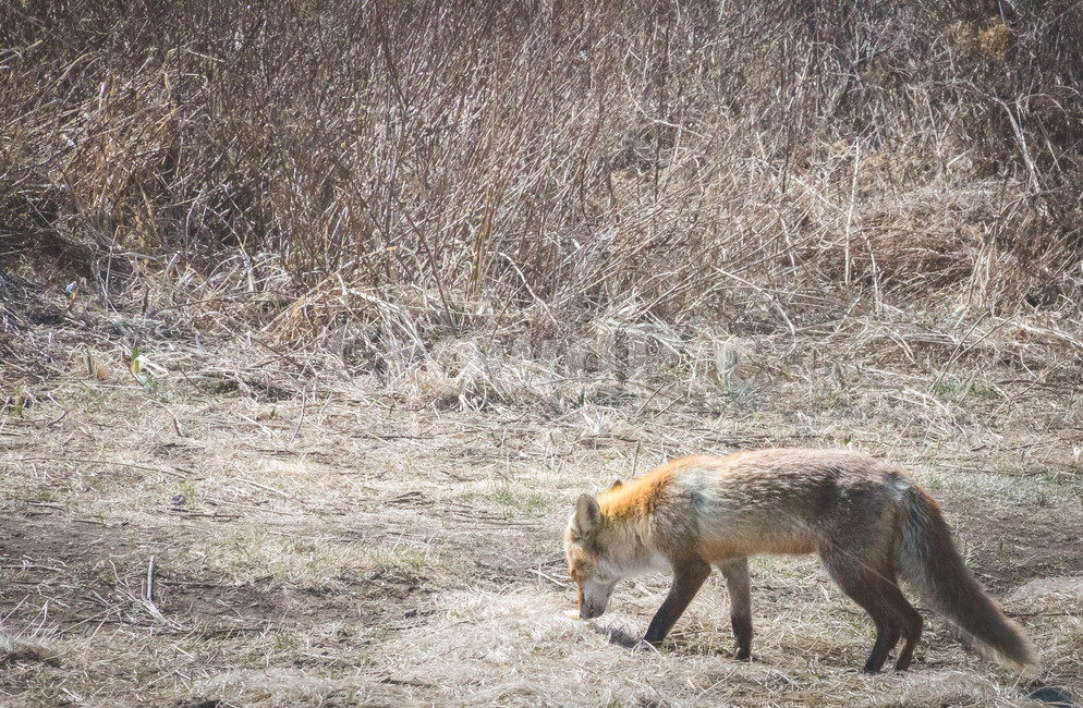 산,산여우,여우,먹이먹는모습,동물,동물,animal,포유류,mammal
