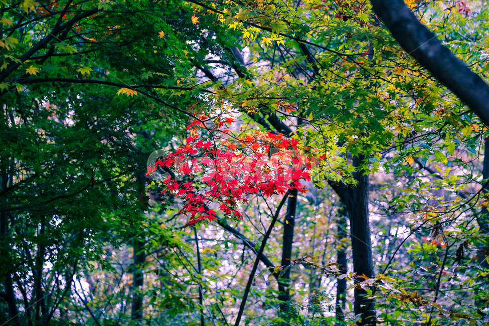leat,plant,식물,나무,tree,가을,계절,fall,autumn,season,식물,자연,plants,nature