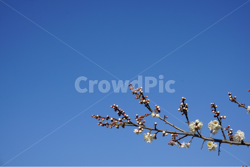 꽃,매화,핑크핑크,하늘하늘,하늘,봄,계절,spring,season,식물,자연,plants,nature,꽃,flower,plant