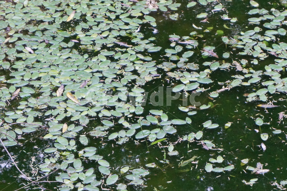 자연,연못,나뭇잎,초록,식물,식물,자연,plants,nature