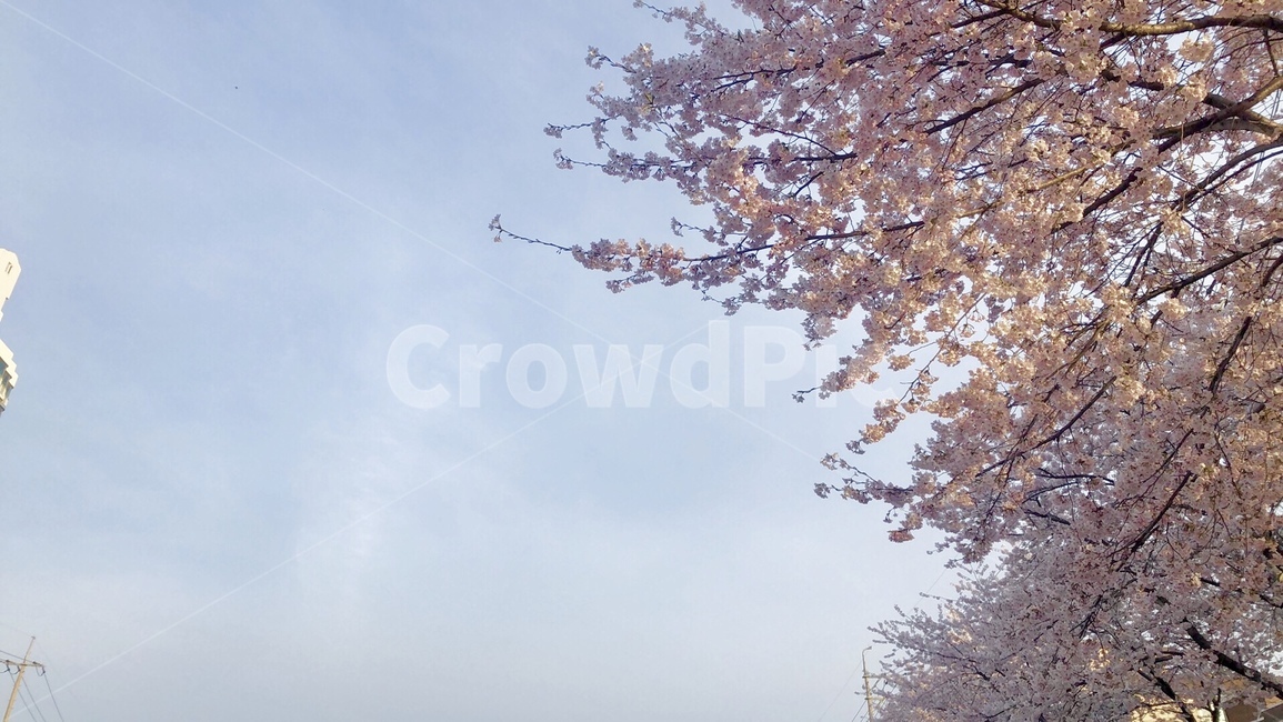 벚꽃,봄,분홍색,나무,하늘,봄,계절,spring,season,plant,식물,flower,꽃,blossom,cherry blossom
