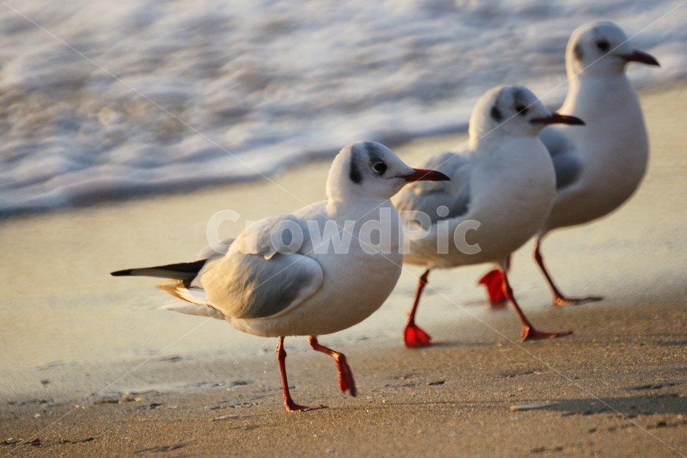 광안리,갈매기,뱃사장,바다,파도,동물,animal,조류,새,birds