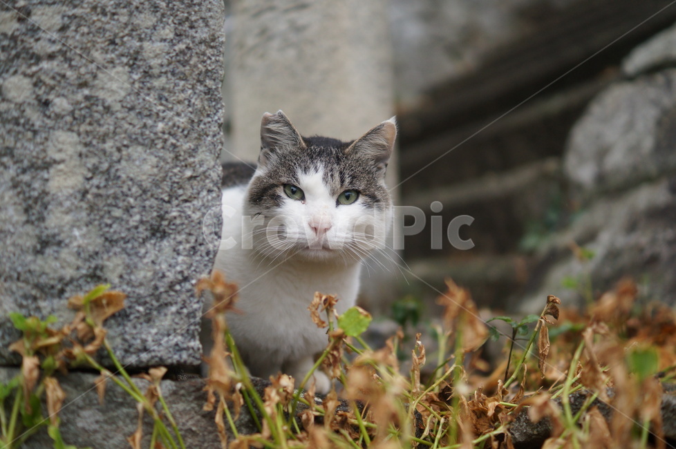 고양이,길냥이,cat,동물,kitty,동물,animal,포유류,mammal,고양이,cat,kitten,kitty