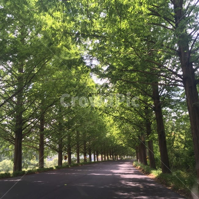 나무,숲,tree,땅,land,자연,도로,작은숲,road,풀,초록,자연,풍경,nature,landscape