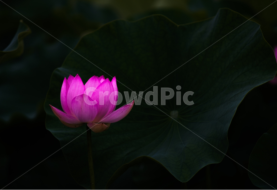 연,연꽃,연잎,수생식물,불가화,식물,자연,plants,nature,꽃,flower