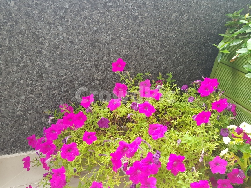 꽃,벽,보라색,풀,화단