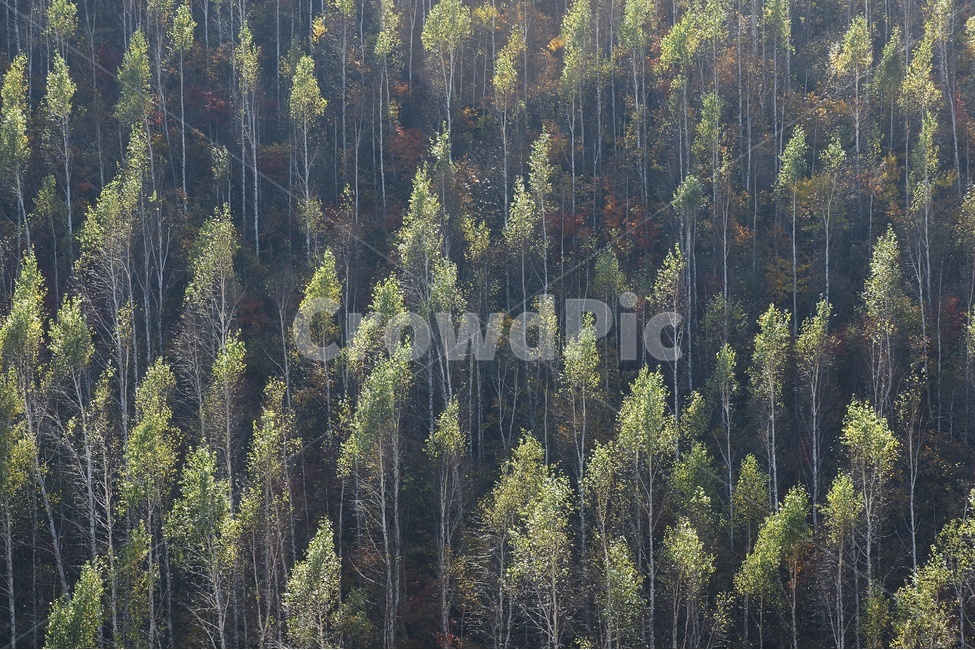 나무,자작나무,풍경,초록,산,자연,풍경,nature,landscape,식물,plants,나무,trees,wood,tree,plant,conifer,구과 식물,fir,전나무