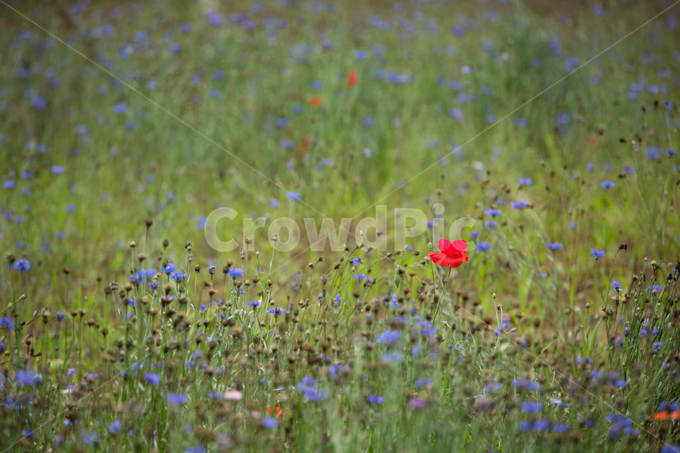 양귀비,들,자연,꽃,flower,식물,자연,plants,nature,꽃,flower