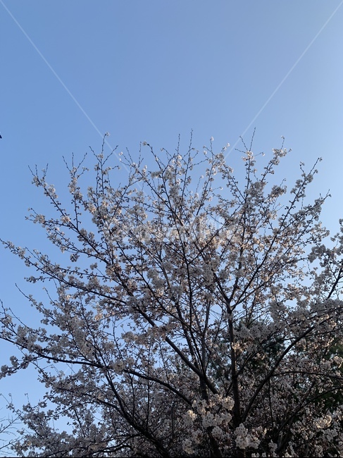 벚꽃,봄,꽃,blossom,cherryblossom,flower