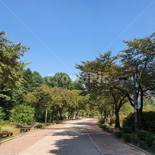 공원,한적,여유,맑음,하늘,나무,도로,식물,상쾌