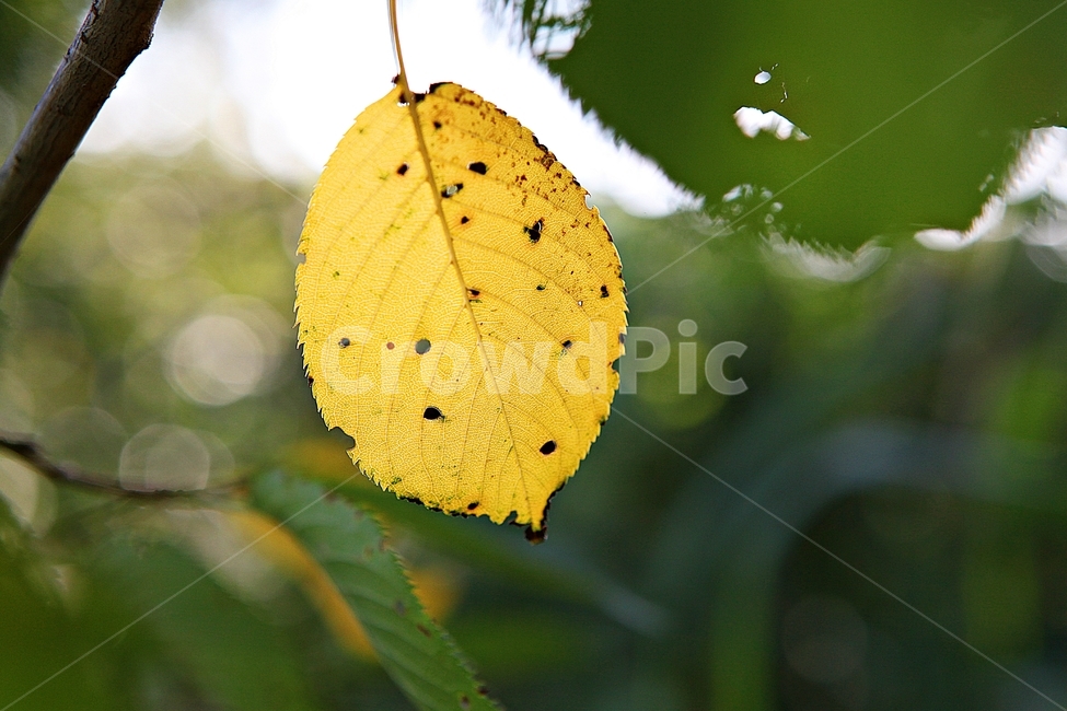 단풍,낙엽,잎,나무잎,가을,식물,자연,계절,색상,색감,칼라,가을,계절,fall,autumn,season,식물,자연,plants,nature,veins,정맥,plant,leaf,fungus,진균류