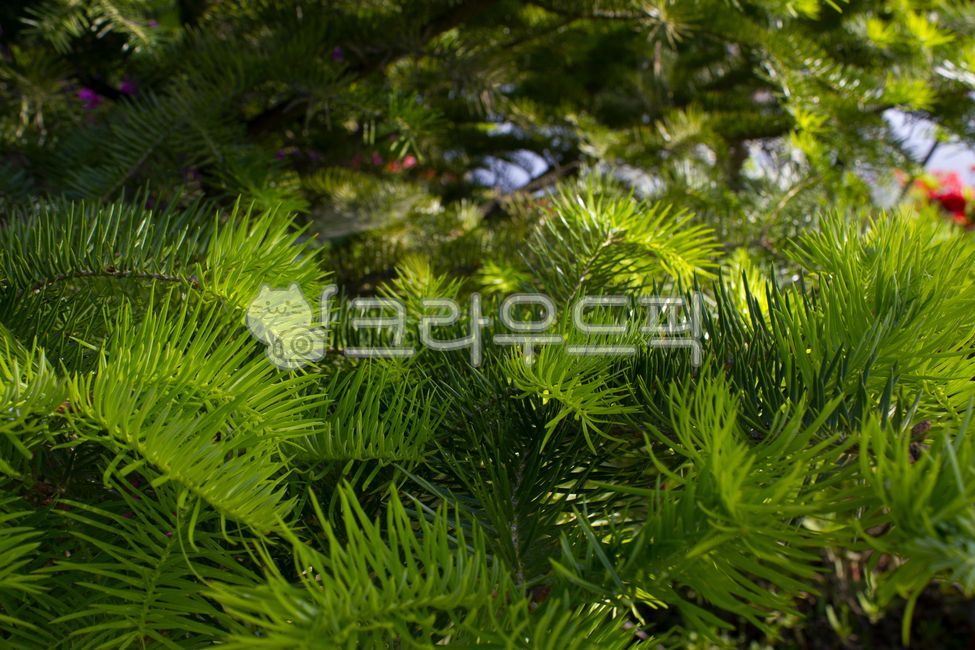꽃,소나무잎,솔잎,구과식물,자연,녹색,그린,초록색,뾰족한,나무,식물,fir,pine,전나무,소나무,나뭇가지,가지,나뭇잎,잎,잎사귀