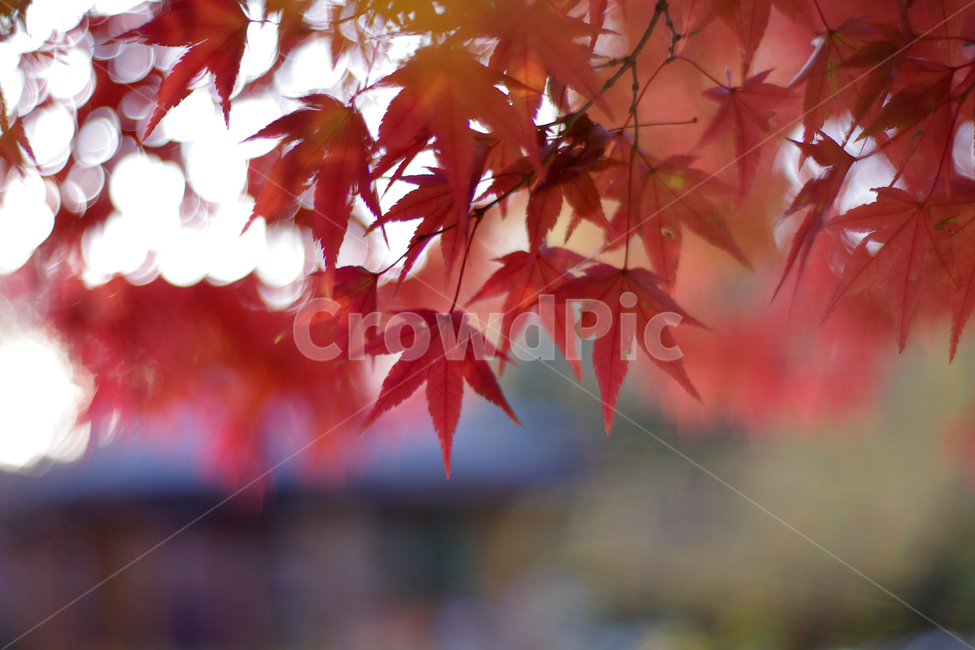 단풍,붉은단풍,가을,역광,red