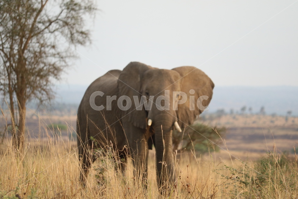 아프리카,사파리,자연,코끼리,코끼리가족,safari,africa,동물,animal,포유류,mammal