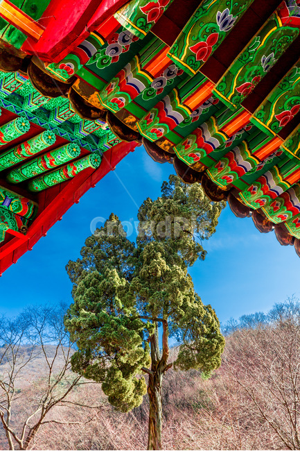 단청,사찰,향나무,문화유산,문양,선,한국전통,한국문화,korean traditional,korean culture,식물,자연,plants,nature,나무,trees,wood,건축물,건물외관,exterior,building,structure,architecture,construction