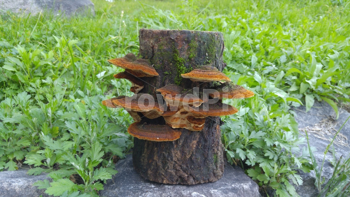 버섯,상황버섯,클로우즈업,음식,자연,재배,버섯,mushroom