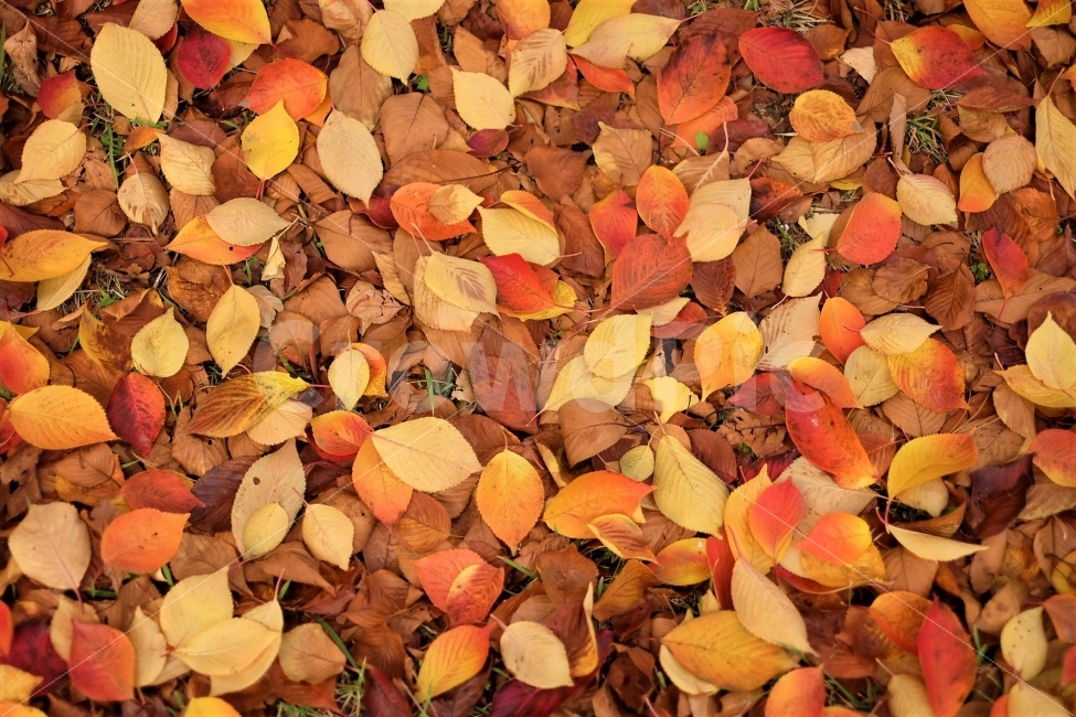 낙엽,가을,단풍,추억,가을사진,나뭇잎,여행,일상,계절,날씨,가을,계절,fall,autumn,season,식물,자연,plants,nature,plant,leaf,잎,ground,바닥
