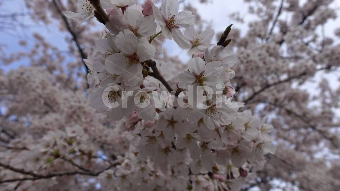 봄,벚꽃,꽃,꽃송이,blossom,flower,cherryblossom,pink,핑크,분홍,봄꽃